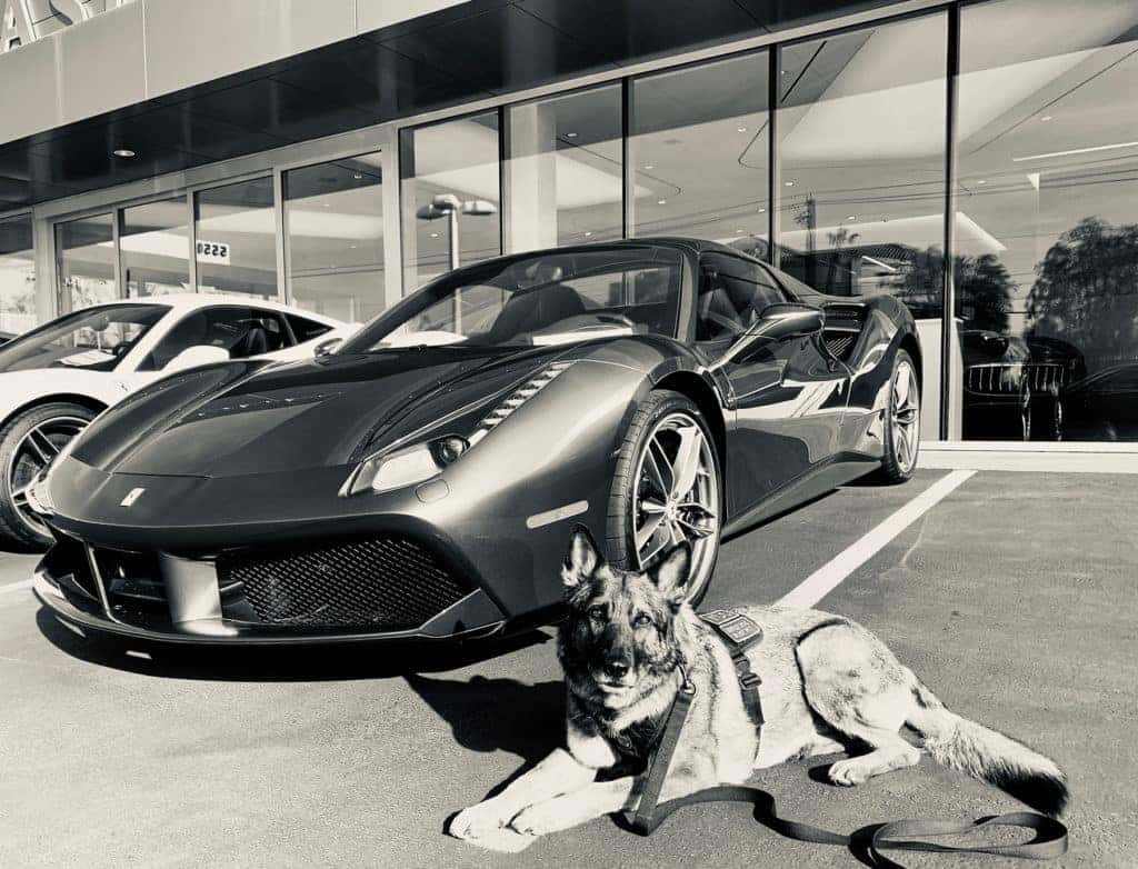 Coming Soon: August K9