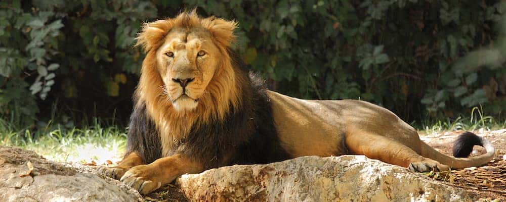 Visit The Famous Jacksonville Zoo And Gardens Beaver Chevrolet