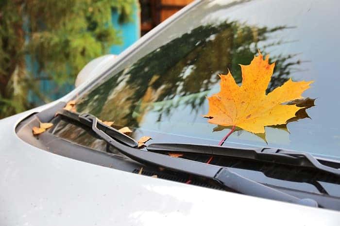 Autumn leaf on windshield