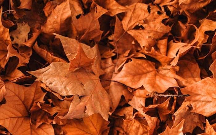 Fall Car Care