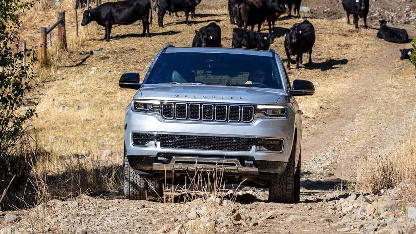 A front view of a silver Jeep Wagoneer driving on a dirt road with black cows in the background
