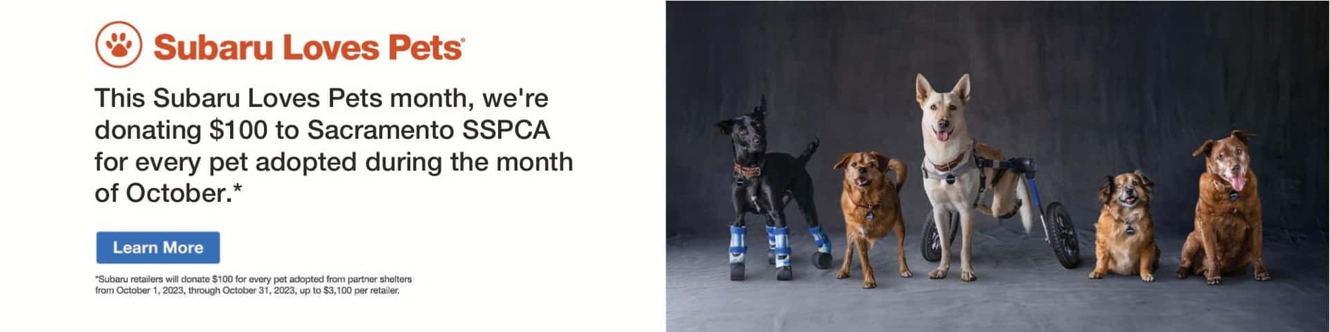 Subaru Loves Pets. Learn More button. Five dogs in a line