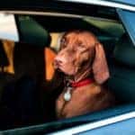 Taking Your Pet on Your Next Family Vacation - Emich VW