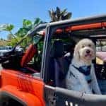 Dog Kendall Dodge