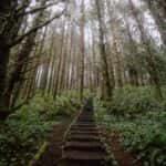 Enchanting forest stairway leading through dense greenery, capturing serene nature vibes.