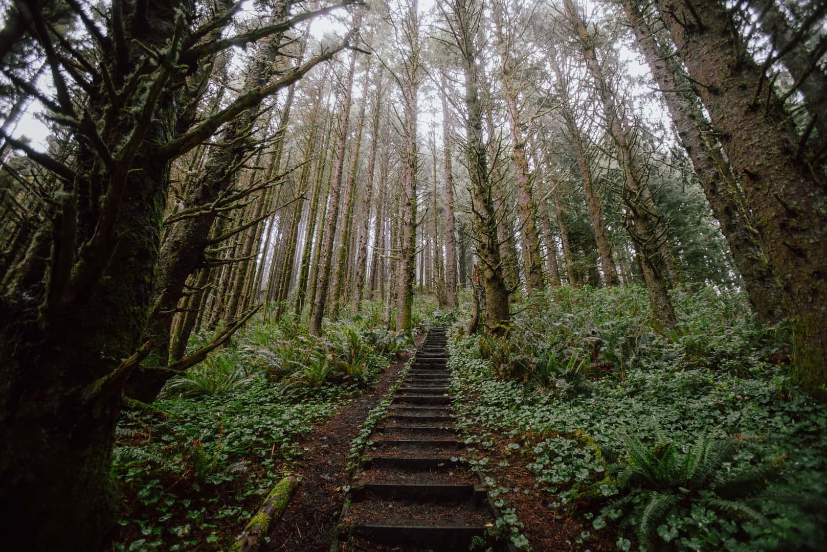 Enchanting forest stairway leading through dense greenery, capturing serene nature vibes.