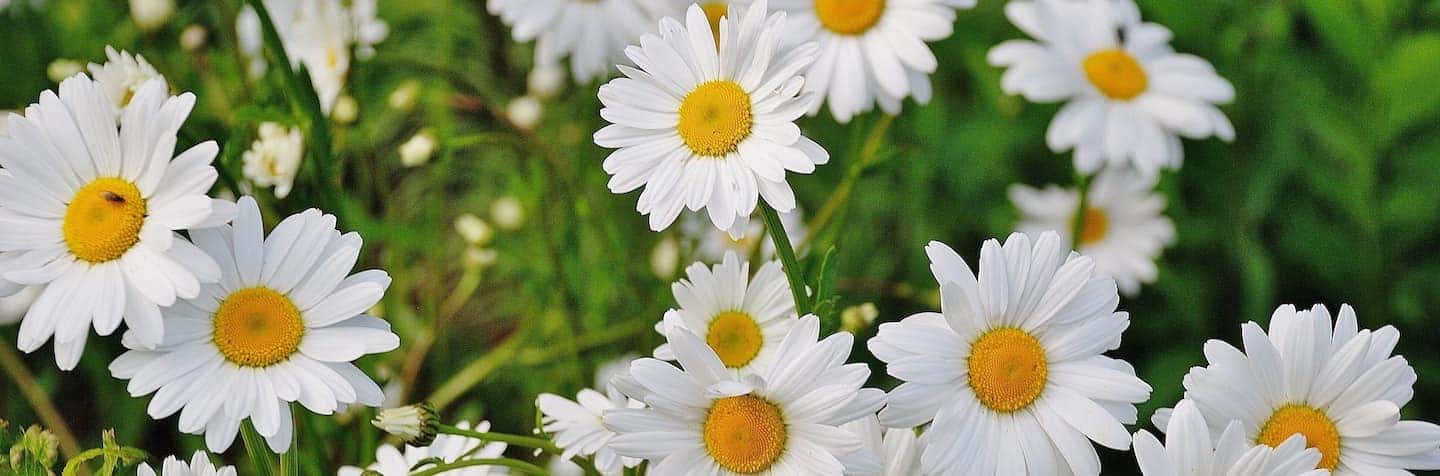 daisies