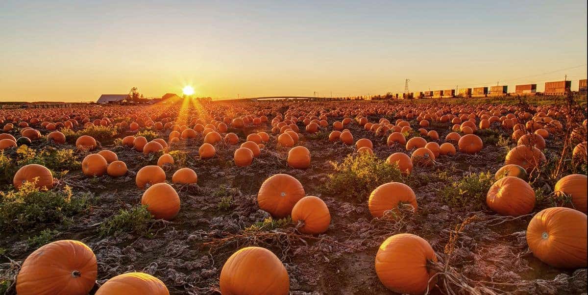 pumpkin patch patchogue