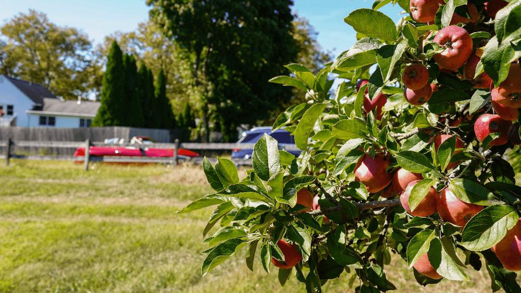 orchard