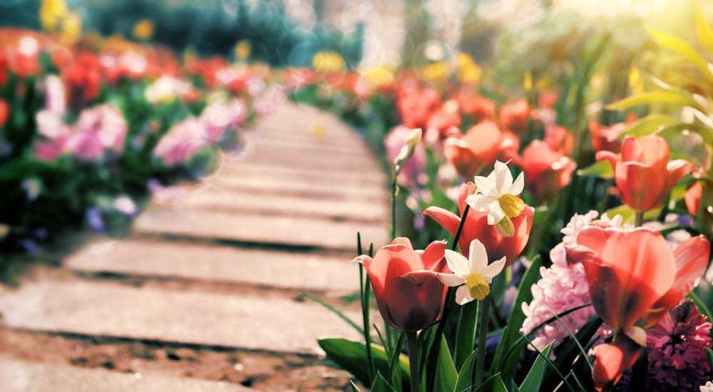 A pathway through a flower garden is shown in closeup.