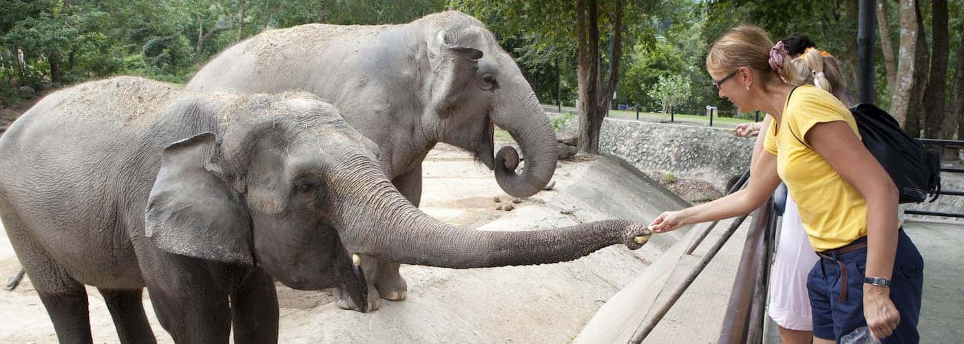 Peoria Zoo Wedding