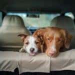 Toyota of N. Charlotte's tips on traveling with pets