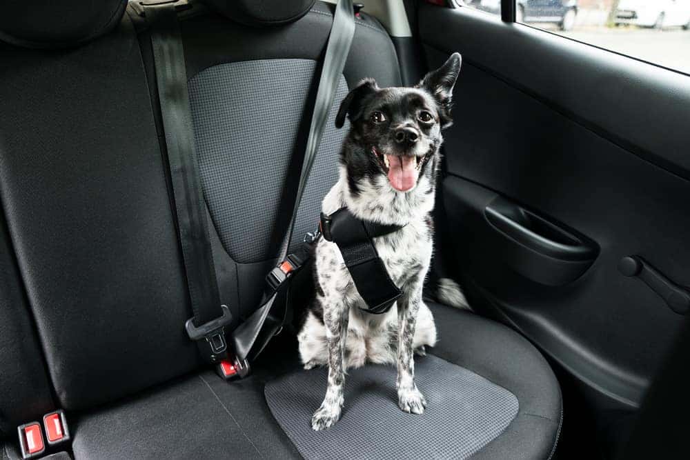 Pet safety car outlet seat