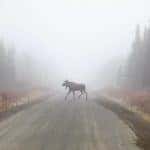 Charlotte moose road test