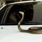 Charlotte Toyota safety tips