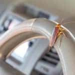 how to get roaches out of a car