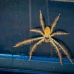 how to get a spider out of a car