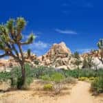 Joshua Tree road trip