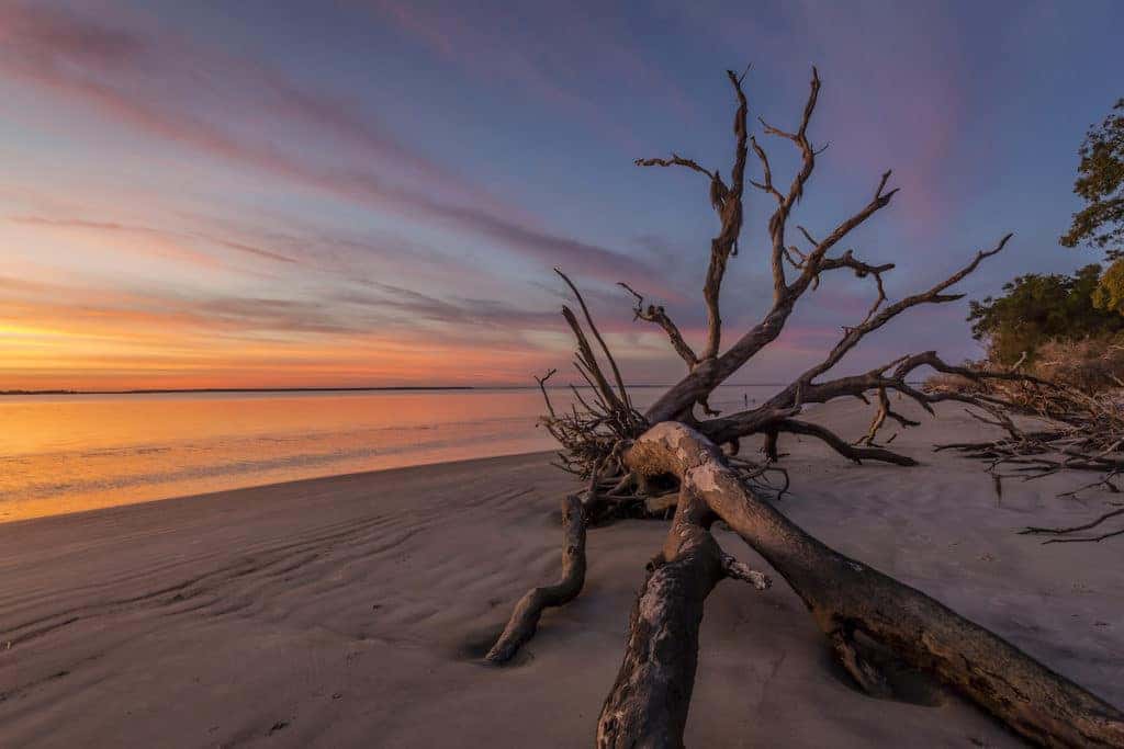 Driftwood beaches