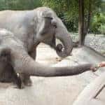 Person in yellow shirt and blue jean shorts reaching out to a baby elephant for feeding.