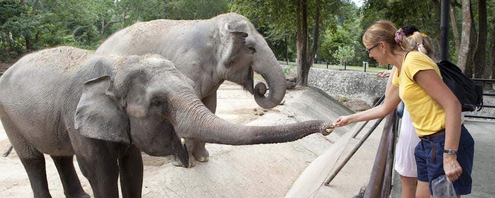 Person in yellow shirt and blue jean shorts reaching out to a baby elephant for feeding.