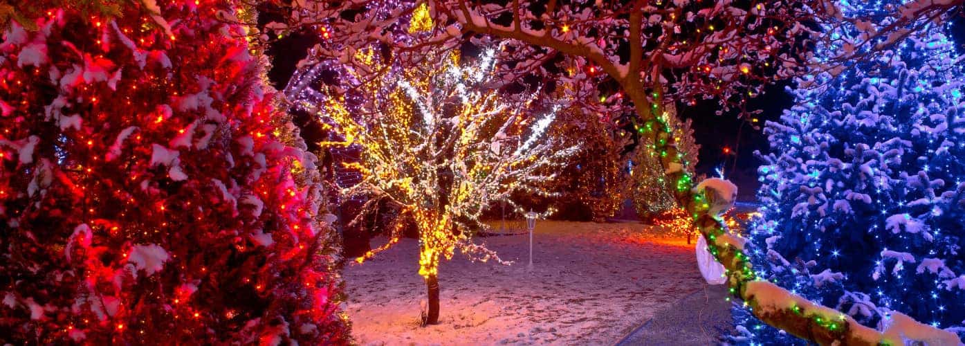 Colorful Christmas lights on trees, glowing nature