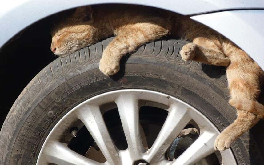 How to Keep a Cat Safe in the Car: 12 Steps (with Pictures)